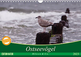 Kalender Ostseevögel (Wandkalender 2023 DIN A4 quer) von Angela Münzel-Hashish - www.tierphotografie.com