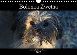 Kalender Bolonka Zwetna 2023 (Wandkalender 2023 DIN A4 quer) von Antonia Katharina Tessnow