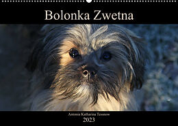 Kalender Bolonka Zwetna 2023 (Wandkalender 2023 DIN A2 quer) von Antonia Katharina Tessnow