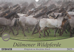 Kalender Dülmener Wildpferde - Wildpferde im Meerfelder Bruch (Wandkalender 2023 DIN A3 quer) von B. Mielewczyk