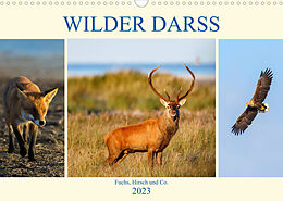 Kalender Wilder Darß - Fuchs, Hirsch und Co. 2023 (Wandkalender 2023 DIN A3 quer) von Daniela Beyer (Moqui)