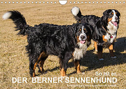Kalender So ist er. Der Berner Sennenhund (Wandkalender 2023 DIN A4 quer) von Hubert Hunscheidt