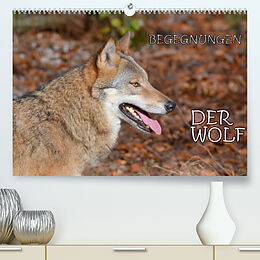 Kalender Begegnungen DER WOLF (Premium, hochwertiger DIN A2 Wandkalender 2023, Kunstdruck in Hochglanz) von GUGIGEI