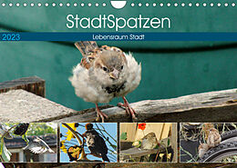 Kalender StadtSpatzen (Wandkalender 2023 DIN A4 quer) von Linda Schilling