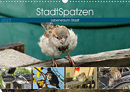 Kalender StadtSpatzen (Wandkalender 2023 DIN A3 quer) von Linda Schilling