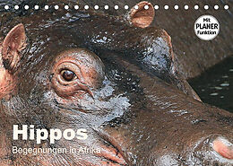 Kalender Hippos - Begegnungen in Afrika (Tischkalender 2023 DIN A5 quer) von Michael Herzog