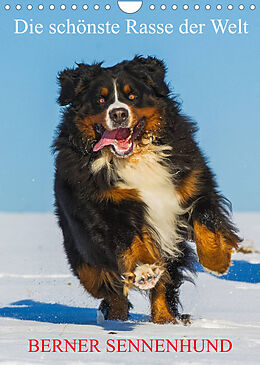 Kalender Die schönste Rasse der Welt - Berner Sennenhund (Wandkalender 2023 DIN A4 hoch) von Sigrid Starick