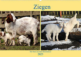 Kalender Ziegen - Die Stars aus dem Streichelzoo (Wandkalender 2023 DIN A2 quer) von Arno Klatt
