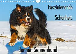 Kalender Faszinierende Schönheit Berner Sennenhund (Wandkalender 2023 DIN A4 quer) von Sigrid Starick