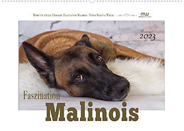 Kalender Faszination Malinois (Wandkalender 2023 DIN A2 quer) von Martina Wrede