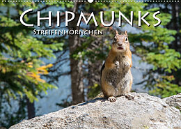 Kalender Chipmunks Streifenhörnchen (Wandkalender 2023 DIN A2 quer) von Robert Styppa