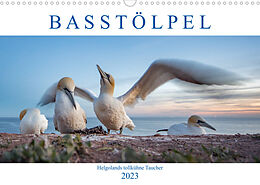 Kalender Basstölpel - Helgolands tollkühne Taucher (Wandkalender 2023 DIN A3 quer) von Norman Preißler
