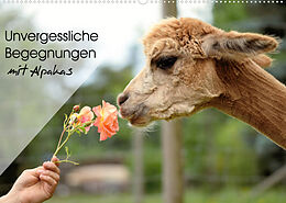 Kalender Unvergessliche Begegnungen mit Alpakas (Wandkalender 2023 DIN A2 quer) von Heidi Rentschler