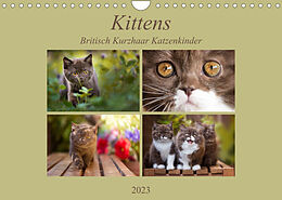 Kalender Kittens - Britisch Kurzhaar Katzenkinder (Wandkalender 2023 DIN A4 quer) von Janina Bürger