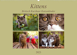 Kalender Kittens - Britisch Kurzhaar Katzenkinder (Wandkalender 2023 DIN A2 quer) von Janina Bürger