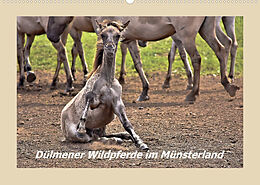 Kalender Dülmener Wildpferde im Münsterland (Wandkalender 2023 DIN A2 quer) von Bettina Hackstein
