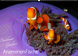 Kalender Anemonenfische - Streitbare Gesellen (Wandkalender 2023 DIN A2 quer) von Ute Niemann