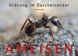 Kalender Ameisen - Ordnung im Durcheinander (Wandkalender 2023 DIN A4 quer) von Peter Roder