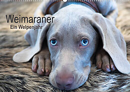 Kalender Weimaraner - Ein Welpenjahr (Wandkalender 2023 DIN A2 quer) von Ira Kaltenegger
