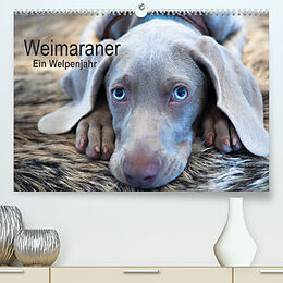 Kalender Weimaraner - Ein Welpenjahr (Premium, hochwertiger DIN A2 Wandkalender 2023, Kunstdruck in Hochglanz) von Ira Kaltenegger