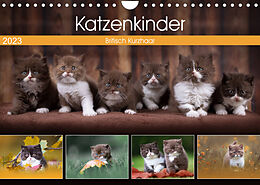 Kalender Katzenkinder - Britisch Kurzhaar (Wandkalender 2023 DIN A4 quer) von Wabi Sabi Fotografie by Janina Bürger