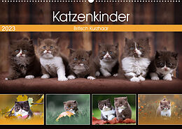 Kalender Katzenkinder - Britisch Kurzhaar (Wandkalender 2023 DIN A2 quer) von Wabi Sabi Fotografie by Janina Bürger
