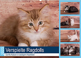 Kalender Verspielte Ragdolls - Sanfte Katzen in seidigem Haarkleid (Wandkalender 2023 DIN A2 quer) von Fotodesign Verena Scholze