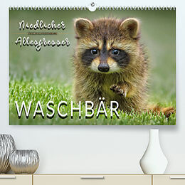 Kalender Waschbär - Niedlicher Allesfresser (Premium, hochwertiger DIN A2 Wandkalender 2023, Kunstdruck in Hochglanz) von Peter Roder