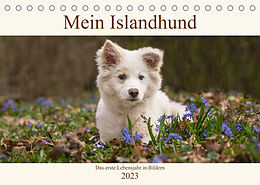 Kalender Mein Islandhund - das erste Lebensjahr in Bildern (Tischkalender 2023 DIN A5 quer) von Monika Scheurer