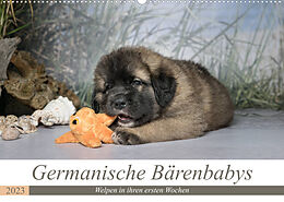Kalender Germanische Bärenbabys (Wandkalender 2023 DIN A2 quer) von Sonja Teßen