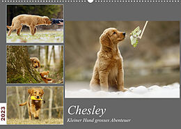 Kalender Chesley Kleiner Hund Grosses AbenteuerCH-Version (Wandkalender 2023 DIN A2 quer) von Hundfotografin Bea Müller