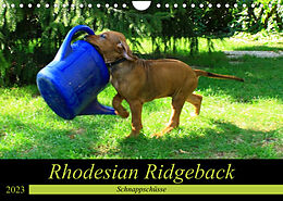 Kalender Rhodesian Ridgeback - Schnappschüsse - (Wandkalender 2023 DIN A4 quer) von Dagmar Behrens