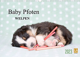 Kalender Baby Pfoten (Wandkalender 2023 DIN A3 quer) von Natalie Eckelt