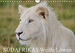 Kalender SÜDAFRIKAS Weiße Löwen (Wandkalender 2023 DIN A4 quer) von Thula