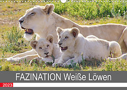 Kalender FAZINATION Weiße Löwen (Wandkalender 2023 DIN A3 quer) von Thula