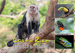 Kalender Costa Rica - Tropische Tierwelt (Wandkalender 2023 DIN A2 quer) von Kevin Eßer