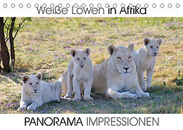 Kalender Weiße Löwen in Afrika PANORAMA IMPRESSIONEN (Tischkalender 2023 DIN A5 quer) von Barbara Fraatz