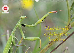 Kalender GEOclick Lernkalender: Insekten (Wandkalender 2023 DIN A3 quer) von Klaus Feske