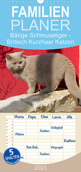 Kalender Familienplaner Bärige Schmusetiger - Britisch Kurzhaar Katzen (Wandkalender 2023 , 21 cm x 45 cm, hoch) von Fotodesign Verena Scholze