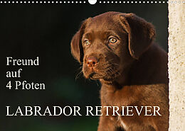 Kalender Freund auf 4 Pfoten - Labrador Retriever (Wandkalender 2023 DIN A3 quer) von Sigrid Starick
