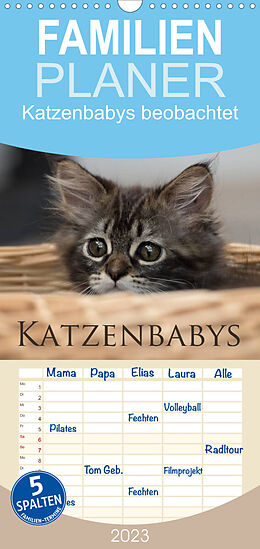 Kalender Familienplaner Katzenbabys beobachtet (Wandkalender 2023 , 21 cm x 45 cm, hoch) von Christiane Calmbacher
