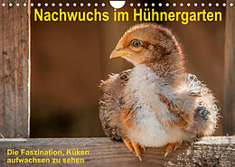Kalender Nachwuchs im Hühnergarten (Wandkalender 2023 DIN A4 quer) von Britta Berkenkamp