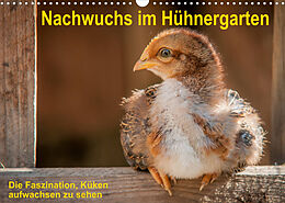Kalender Nachwuchs im Hühnergarten (Wandkalender 2023 DIN A3 quer) von Britta Berkenkamp