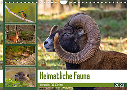 Kalender Heimatliche Fauna (Wandkalender 2023 DIN A4 quer) von Ursula Di Chito
