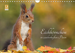 Kalender Eichhörnchen in zauberhaften Posen (Wandkalender 2023 DIN A4 quer) von Tine Meier