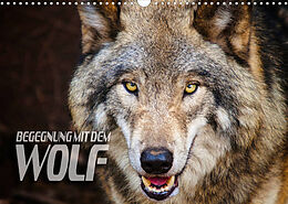 Kalender Begegnung mit dem Wolf (Wandkalender 2023 DIN A3 quer) von Renate Bleicher