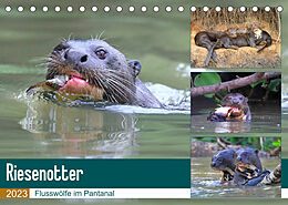 Kalender Riesenotter - Flusswölfe im Pantanal (Tischkalender 2023 DIN A5 quer) von Michael und Yvonne Herzog