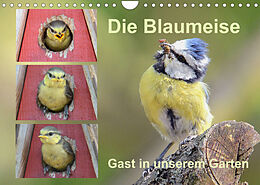 Kalender Die Blaumeise, Gast in unserem Garten (Wandkalender 2023 DIN A4 quer) von Rufotos