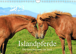 Kalender Islandpferde - Die tierischen Stars der Insel (Wandkalender 2023 DIN A4 quer) von Rainer Grosskopf