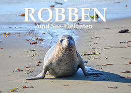 Kalender Robben und See-Elefanten (Wandkalender 2023 DIN A2 quer) von ROBERT STYPPA